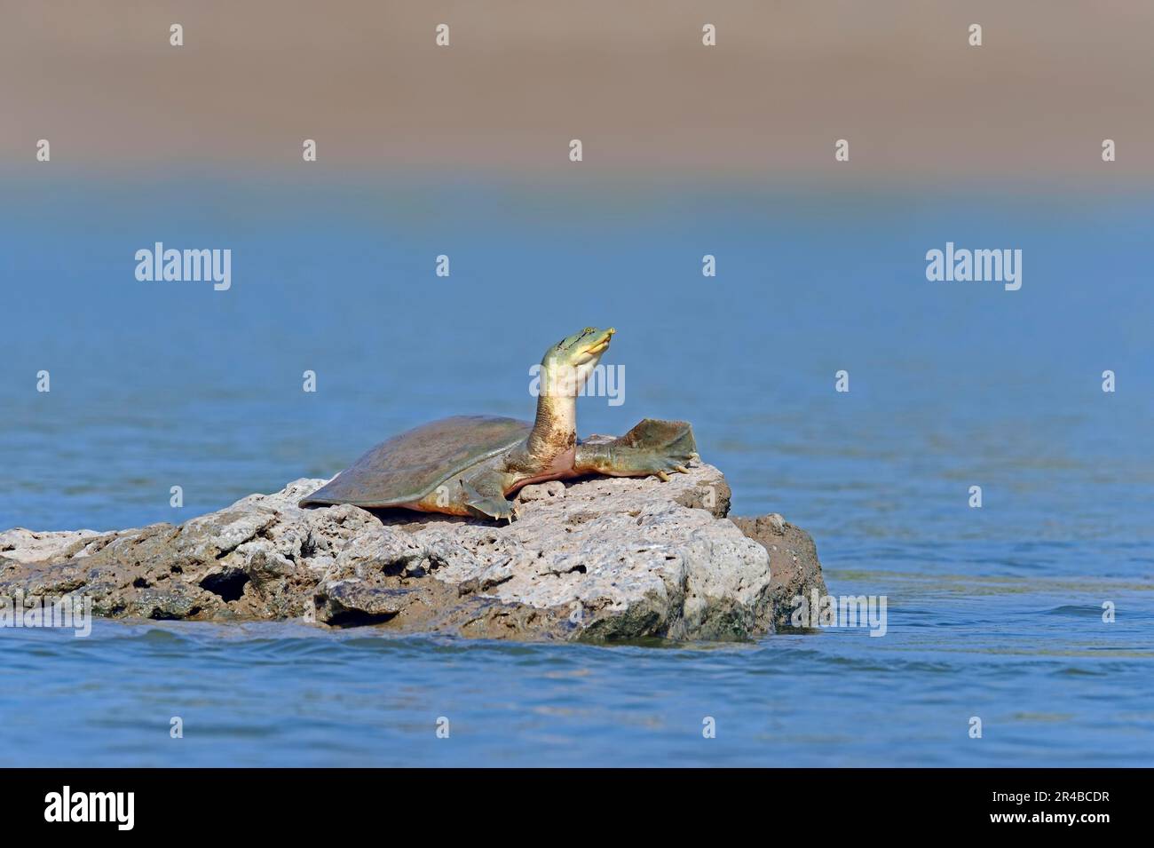 Ganges Soft-shelled Turtle, Uttar Pradesh, India (Trionyx gangeticus ...