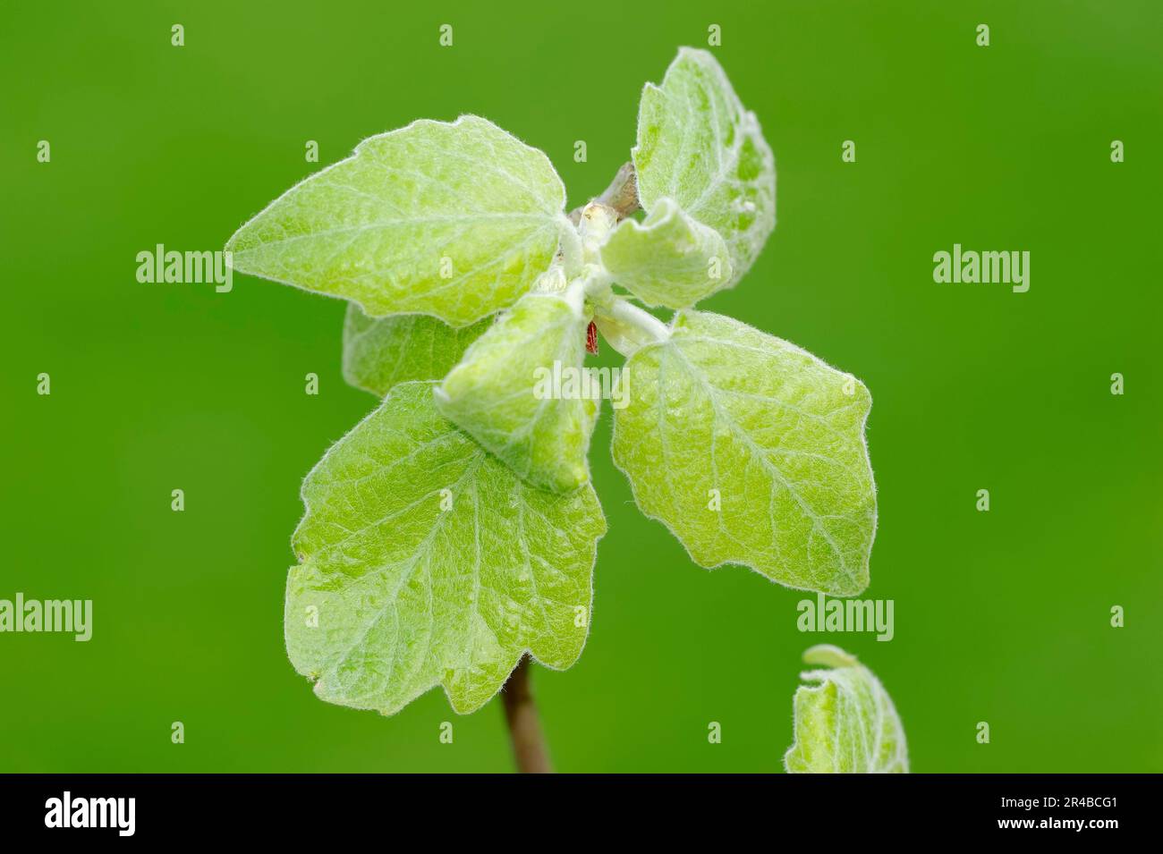 Grey Poplar, leaves, North Rhine-Westphalia, Germany (Populus canescens) Stock Photo