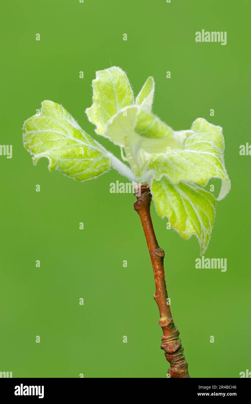 Grey Poplar, leaves, North Rhine-Westphalia, Germany (Populus canescens) Stock Photo