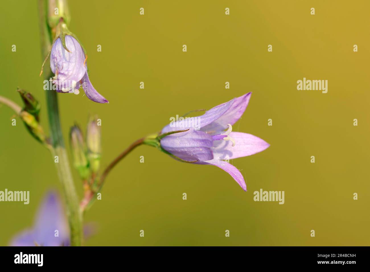 North Rhine-Westphalia (Campanula rapunculus), Rapunzel bellflower, Germany Stock Photo