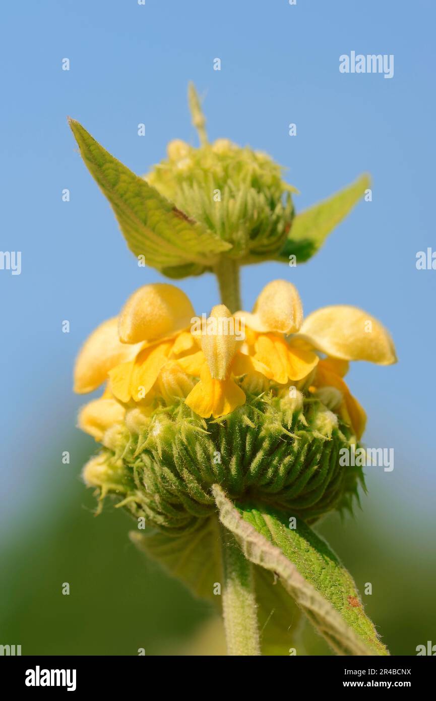 Yellow fireweed, Syrian fireweed, Russel fireweed (Phlomis russeliana) Stock Photo