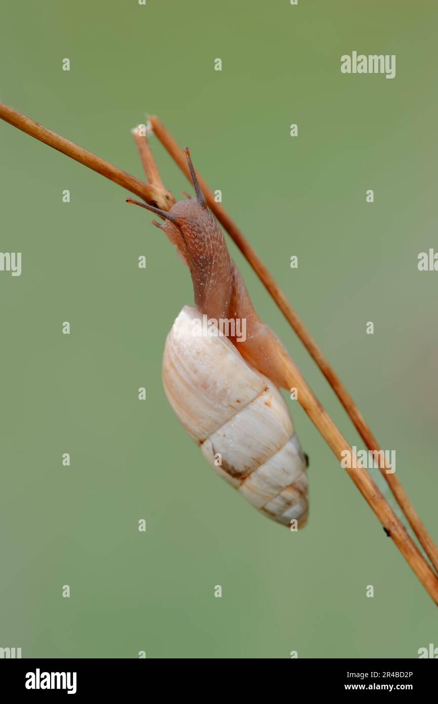 March snail, Provence, South of France, white lace snail (Zebrina detrita), large lace snail, zebra snail, white gluttonous snail, large gluttonous Stock Photo