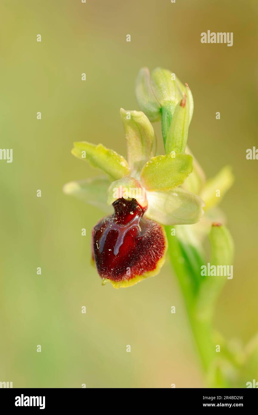 Provence, South of France (Ophrys araneola), Small spiderwort Stock Photo