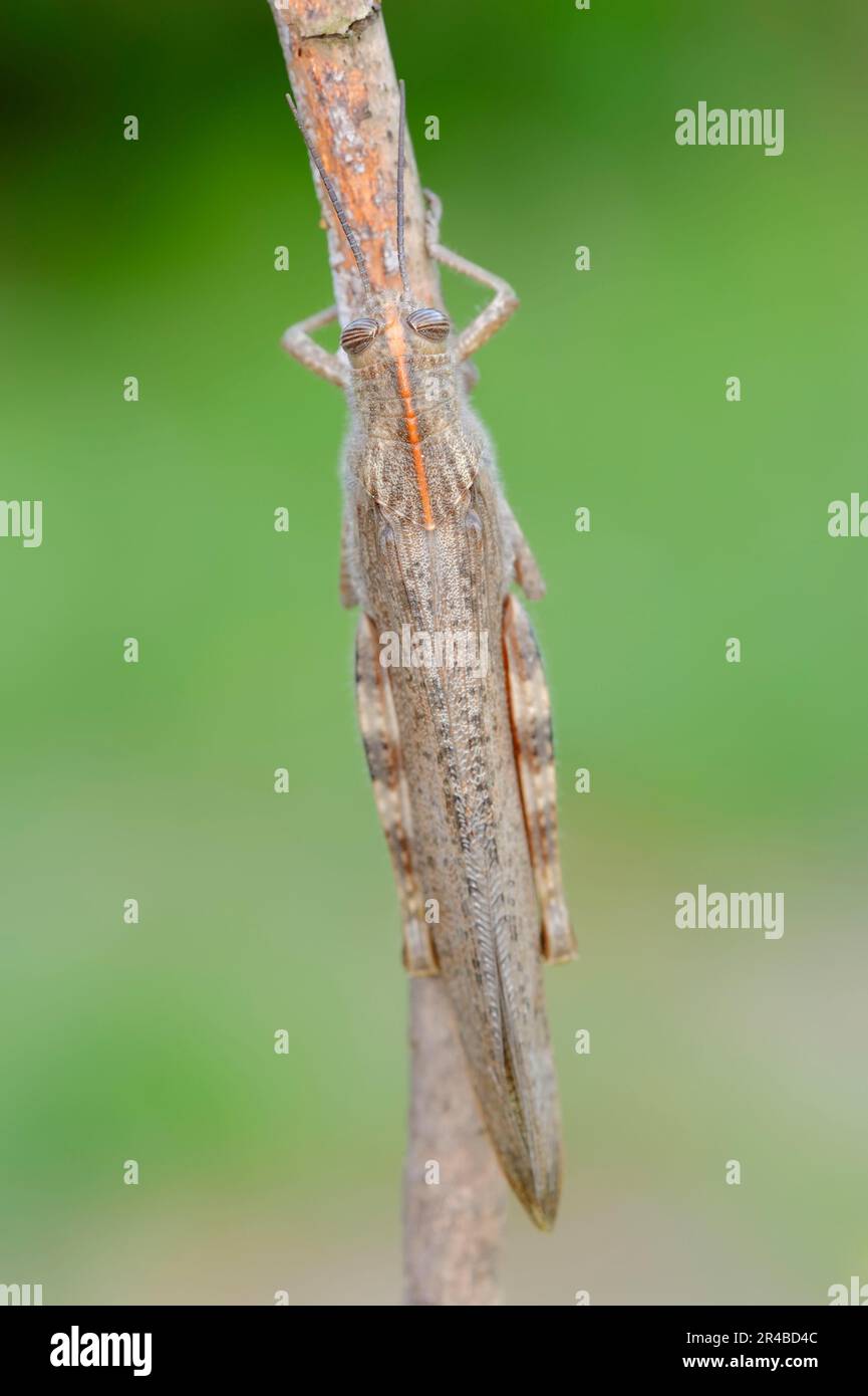 Egyptian migratory grasshopper, Provence, southern France (Anacridium aegypticum), Egyptian grasshopper Stock Photo