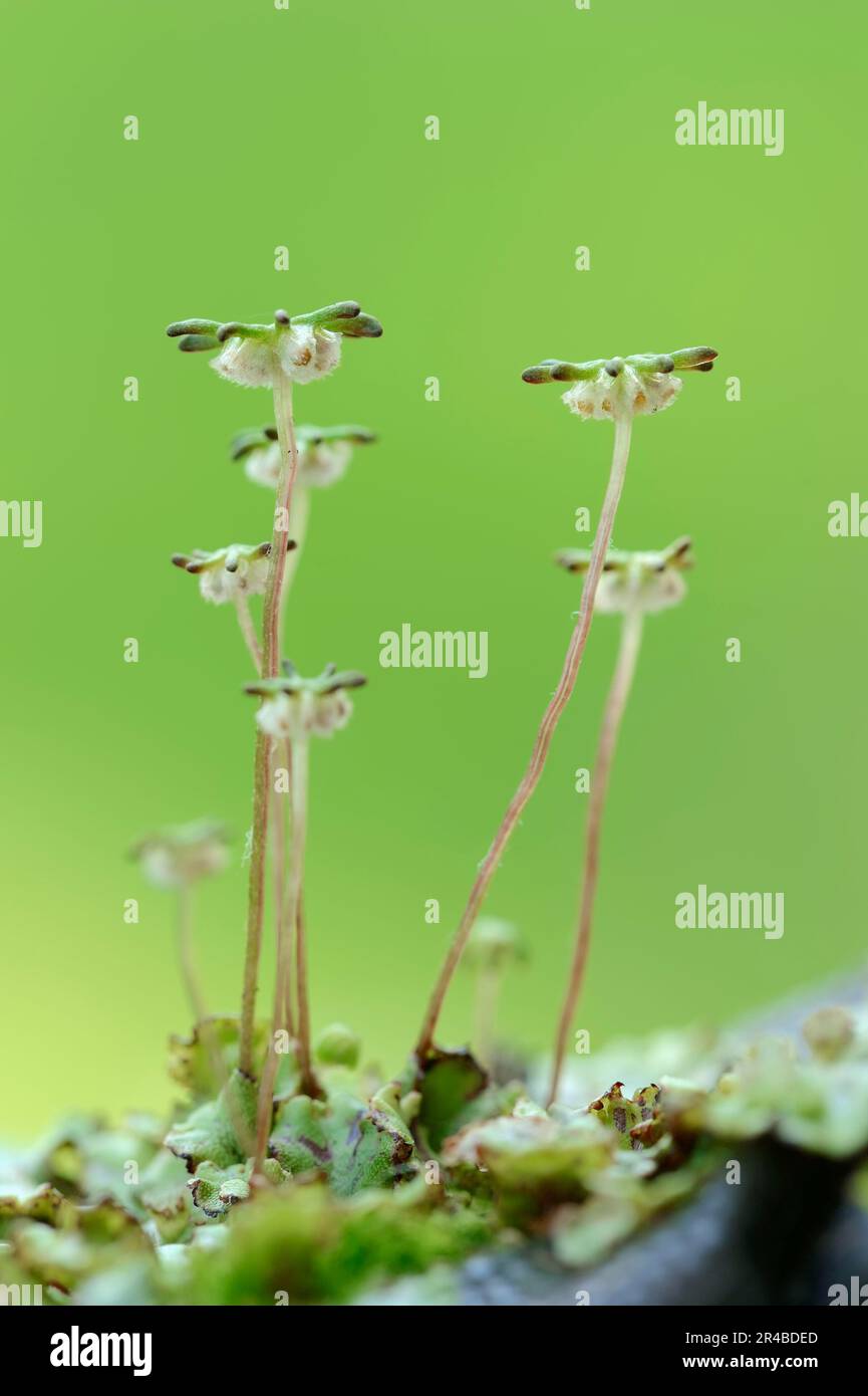 Common Liverwort (Marchantia polymorpha), Gametophyt, North Rhine-Westphalia, Germany, Umbrella Liverwort Stock Photo