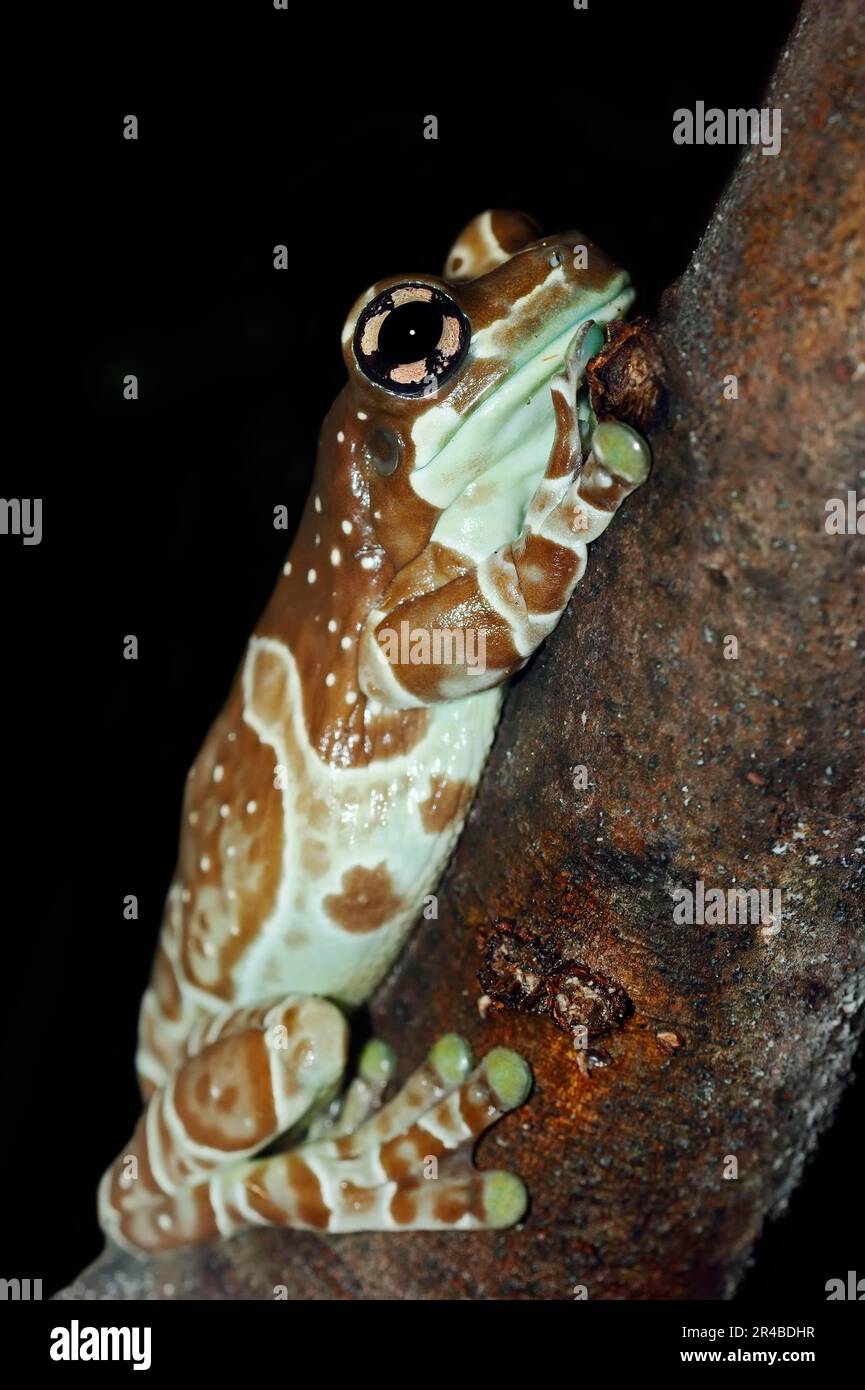 Amazon Milk Frog (Phrynohyas resinifictrix) Amazonian Milk Frog Stock