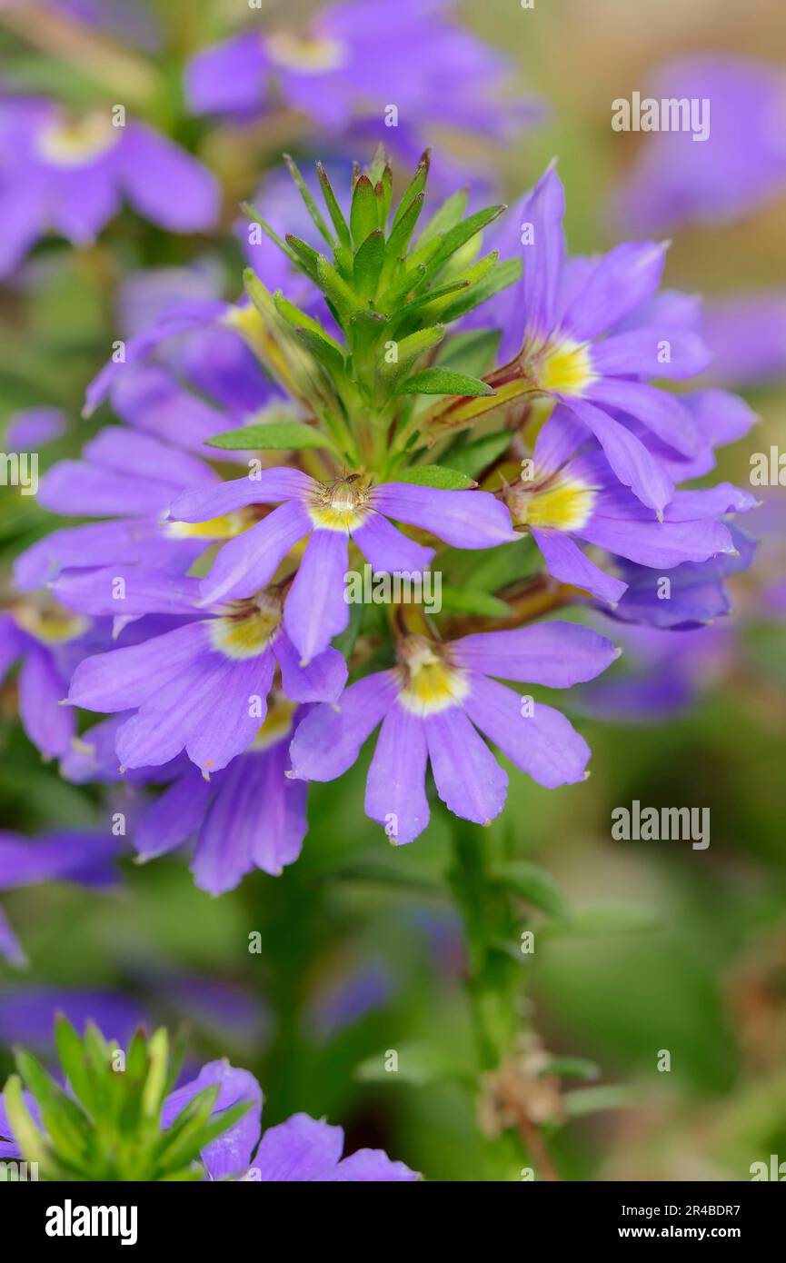 Fairy Fan-flower (Scaevola aemula), Fairy Fanflower, Common Fan-flower, Common Fanflower, Goodeniaceae Stock Photo