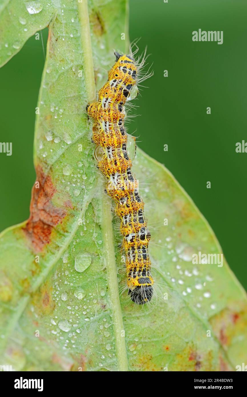 Buff-tip (Phalera bucephala), caterpillar, North Rhine-Westphalia, Moonspot, Germany Stock Photo