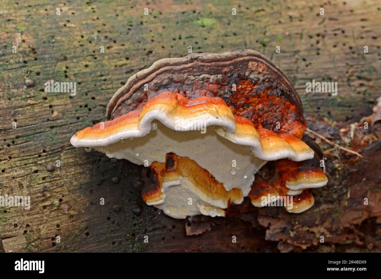 Red Banded Polypore (Red Banded Polypore), Rotrandinger tree sponge, Rotrandporling, Spruce fire sponge, Netherlands Stock Photo