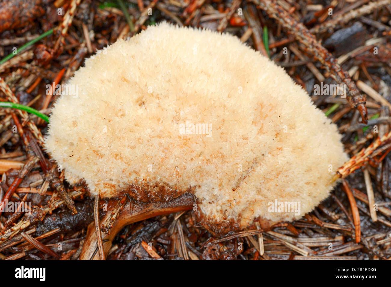 Mushroom, North Rhine-Westphalia (Ptychogaster fuliginoides) (Tyromyces ptychogaster) (Oligoporus ptychogaster) (Postia ptychogaster), Mushrooms Stock Photo