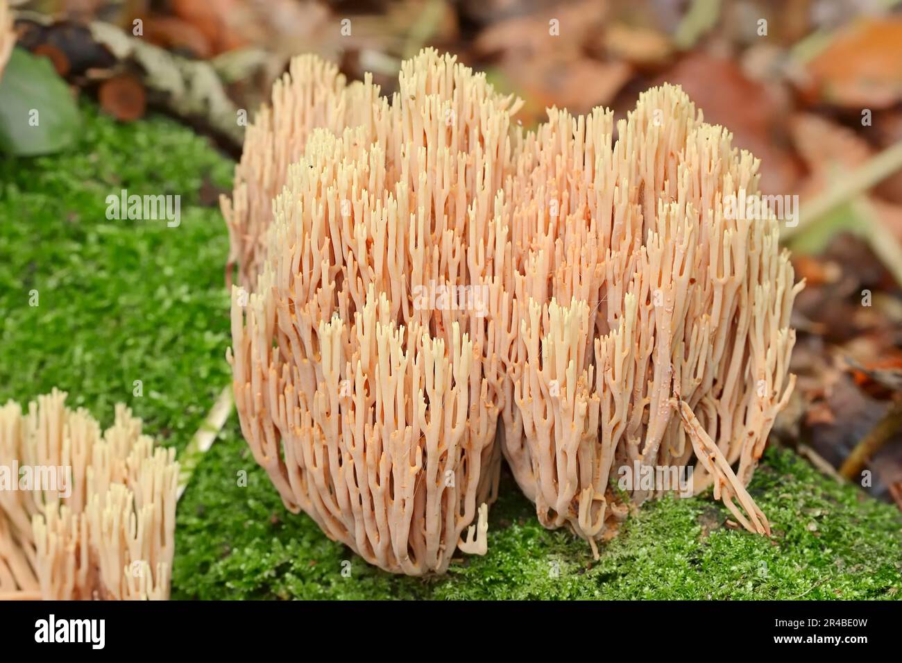 Stiff coral (Ramaria stricta), North Rhine-Westphalia, Germany Stock Photo