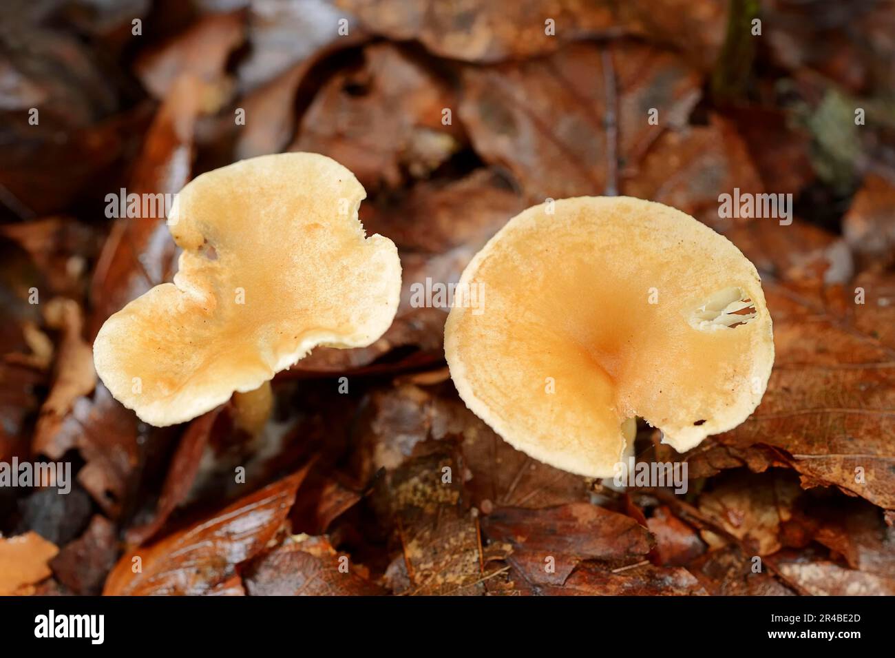 Tawny Funnel Cap, North Rhine-Westphalia, Germany (Lepista flaccida) (Lepista inversa) (Clitocybe flaccida) (Clitocybe inversa) Stock Photo