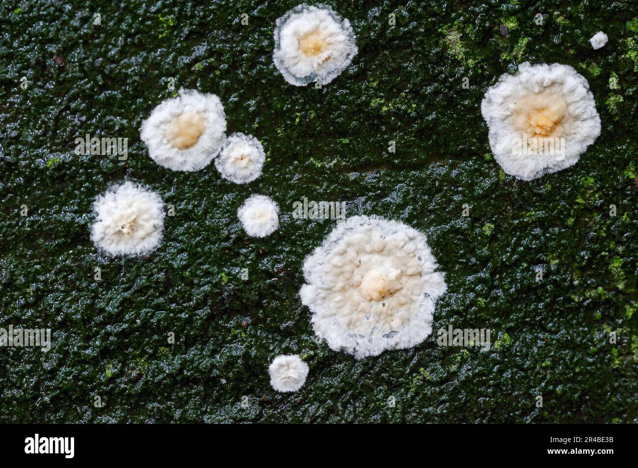 Detaching bark fungus, North Rhine-Westphalia (Cylindrobasidium laeve) (Cylindrobasidium evolvens), Germany Stock Photo