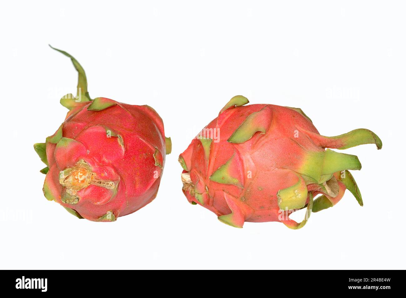 Whitefleshed Pitahaya (Hylocereus undatus), Pitahaya Stock Photo Alamy