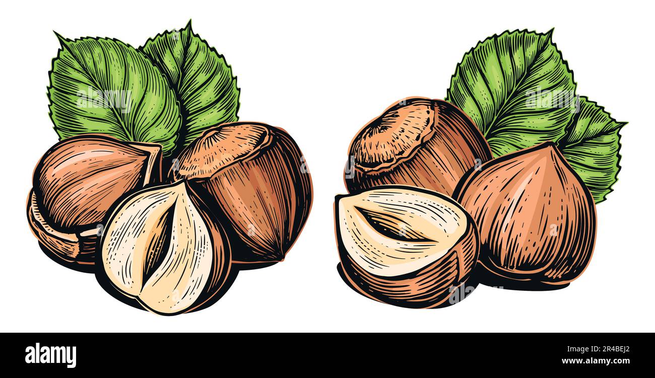 Hazelnuts isolated on white. Filberts with leaves. Nuts vector
