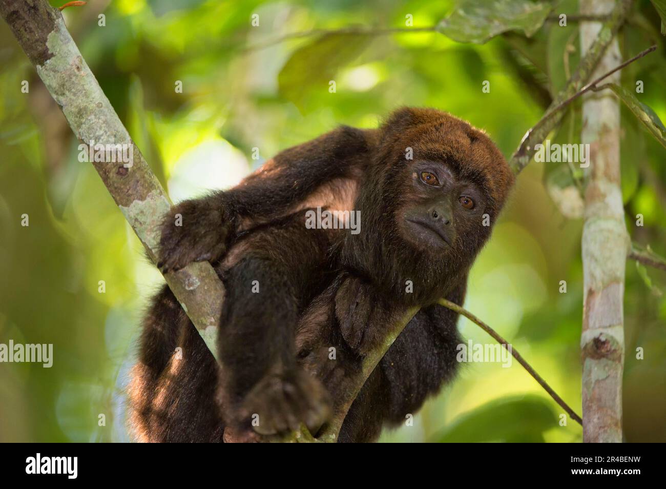 Brown Howler Monkey, Brown southern brown howling monkey (Alouatta guariba clamitans), Monkeys, Capuchins, Primates, Mammals, Animals, Southern Brown Stock Photo