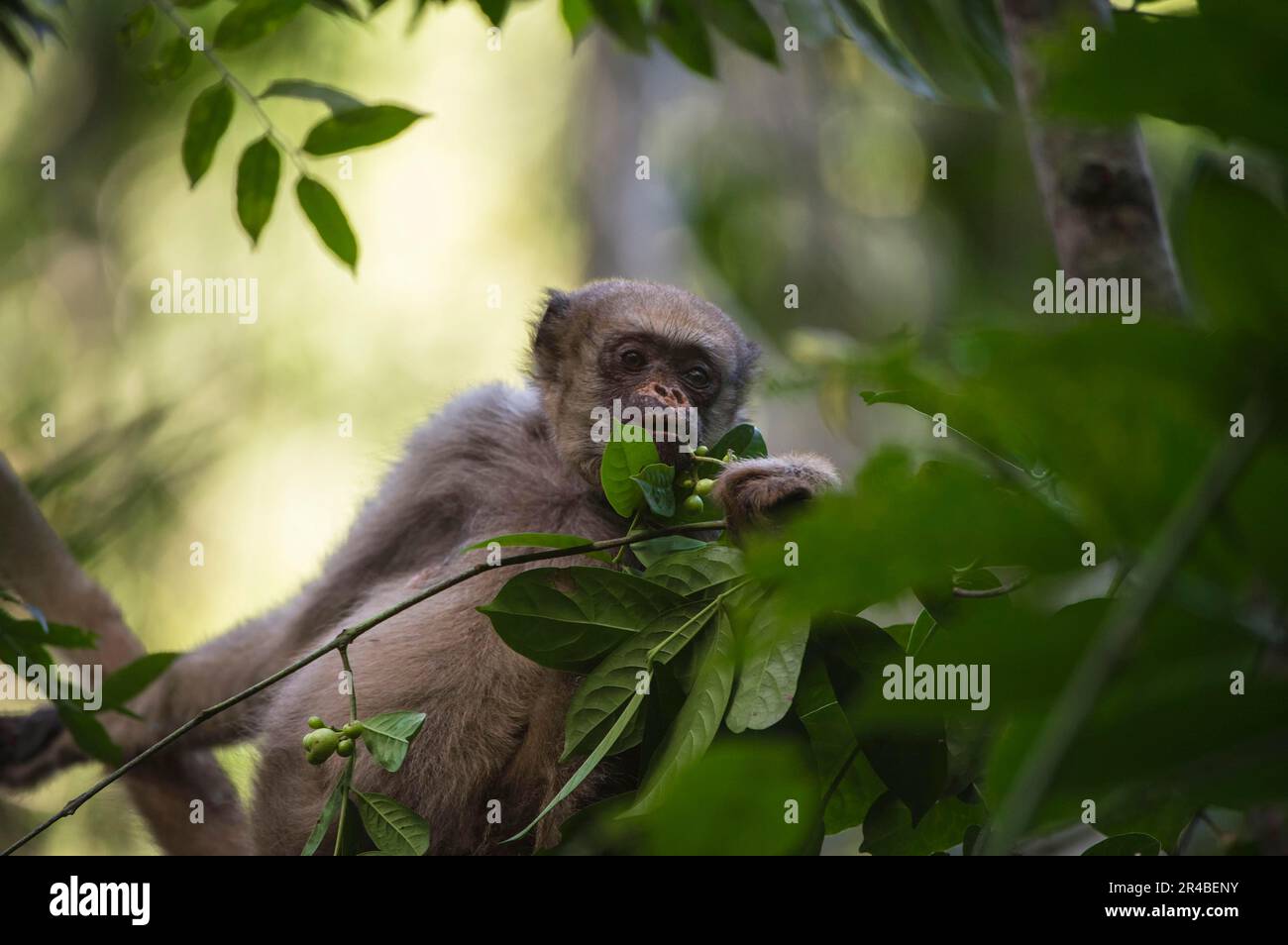 Northern muriqui (Brachyteles hypoxanthus), Northern Spider Monkeys