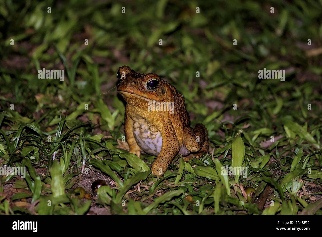 Toads hideaway 2025