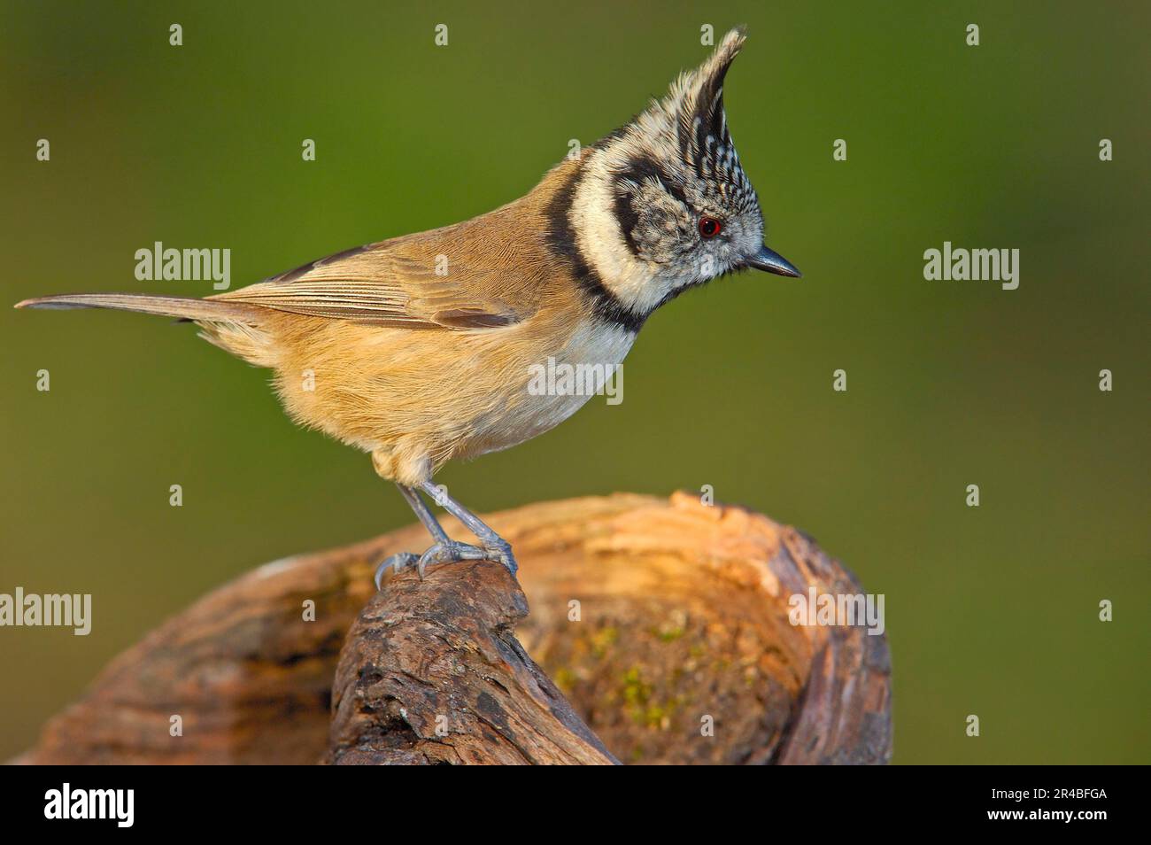 Crested Tit (Parus cristatus), Andalusia, Spain Stock Photo