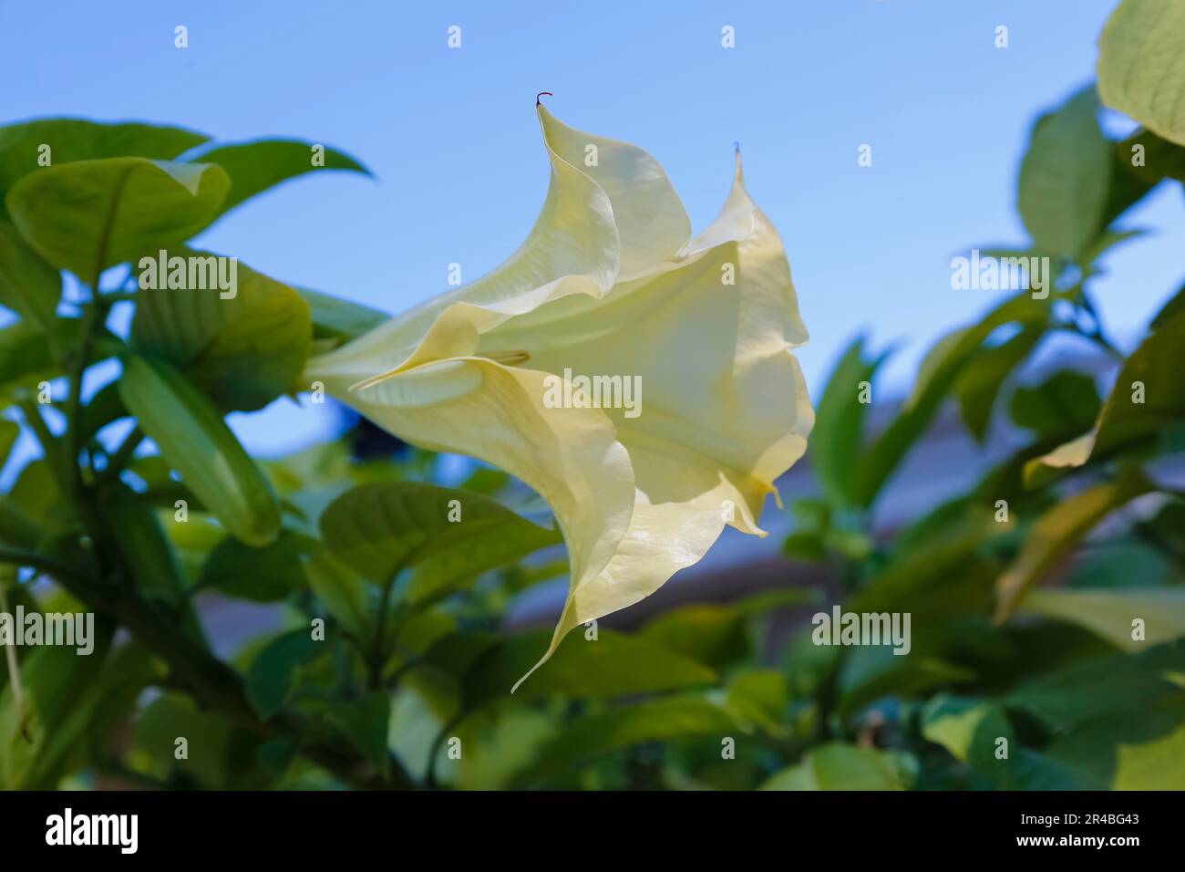 Angel's trumpet (Brugmansia), trumpet plant, trumpet flower, white