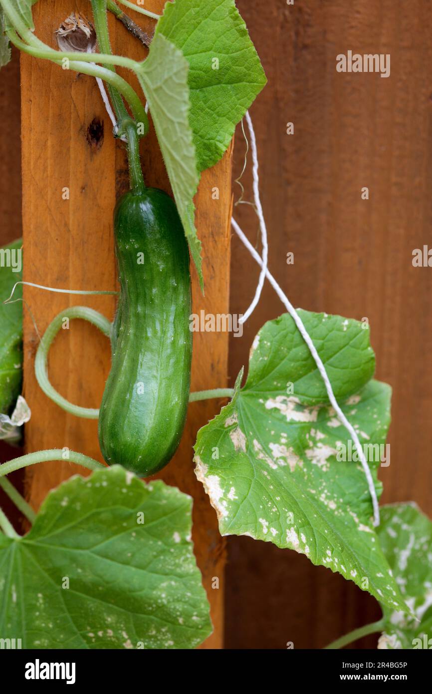 Cucumber growing to edible size outdoors supported by home made upright