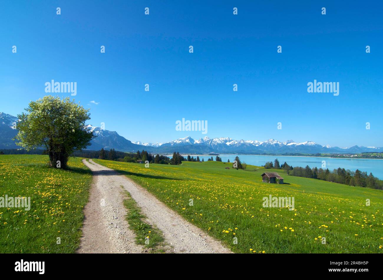 Forggensee, Allgaeu, Bavaria, Germany Stock Photo - Alamy