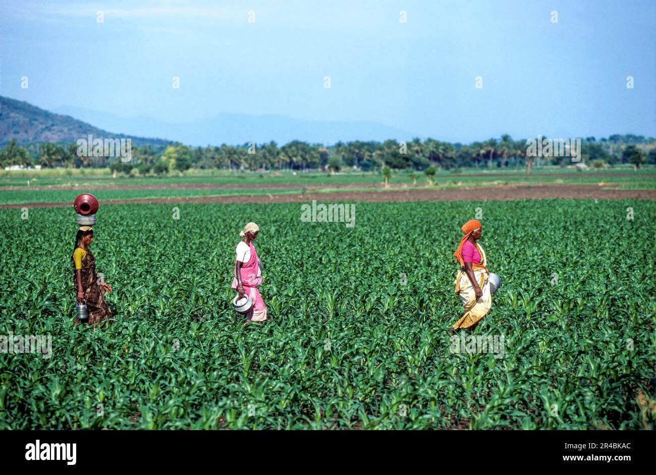 Farm workers, Tamil Nadu, India Stock Photo - Alamy