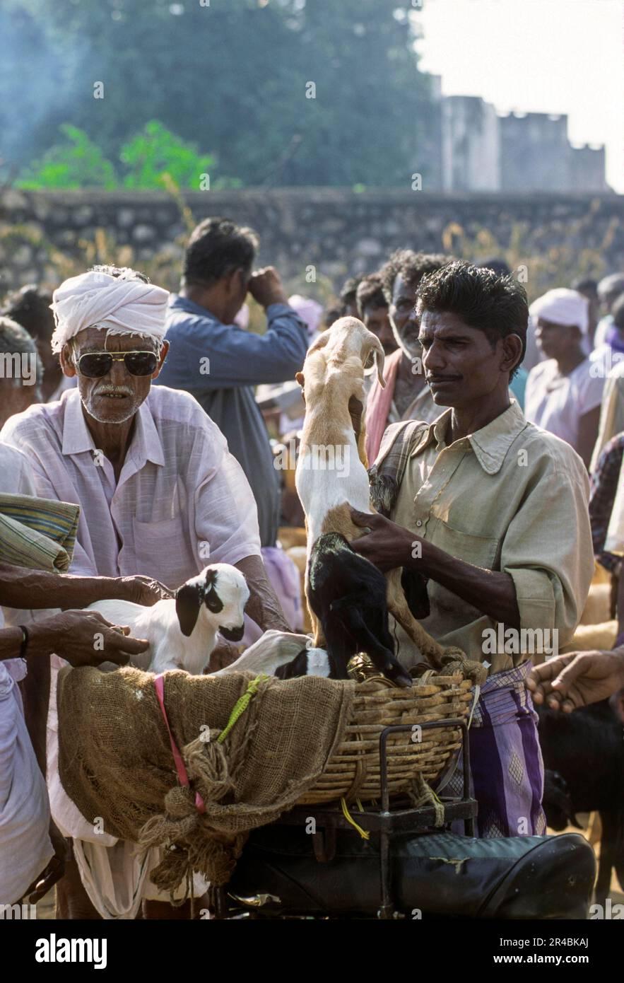 A man checking quality of the goat kid for purchasing, weekly Periodical market at Perundurai near Erode, Tamil Nadu, South India, India, Asia Stock Photo