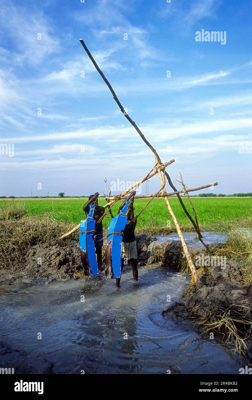 Irrigation by traditional method through wooden buckets near Ramanathapuram, Tamil Nadu, South India, India, Asia Stock Photo