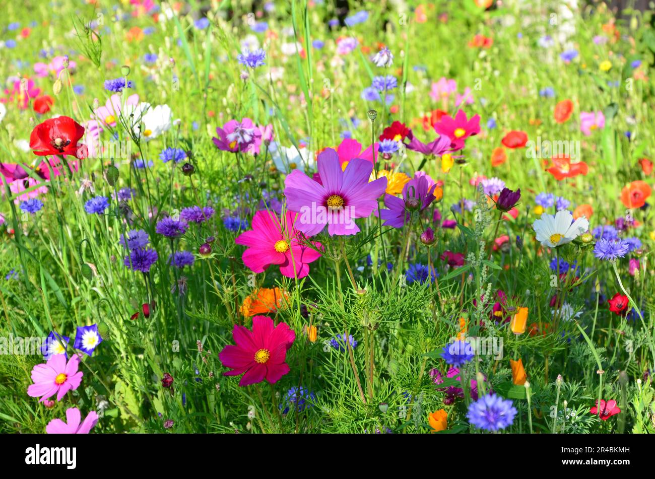 Diverse as the flora hi-res stock photography and images - Alamy