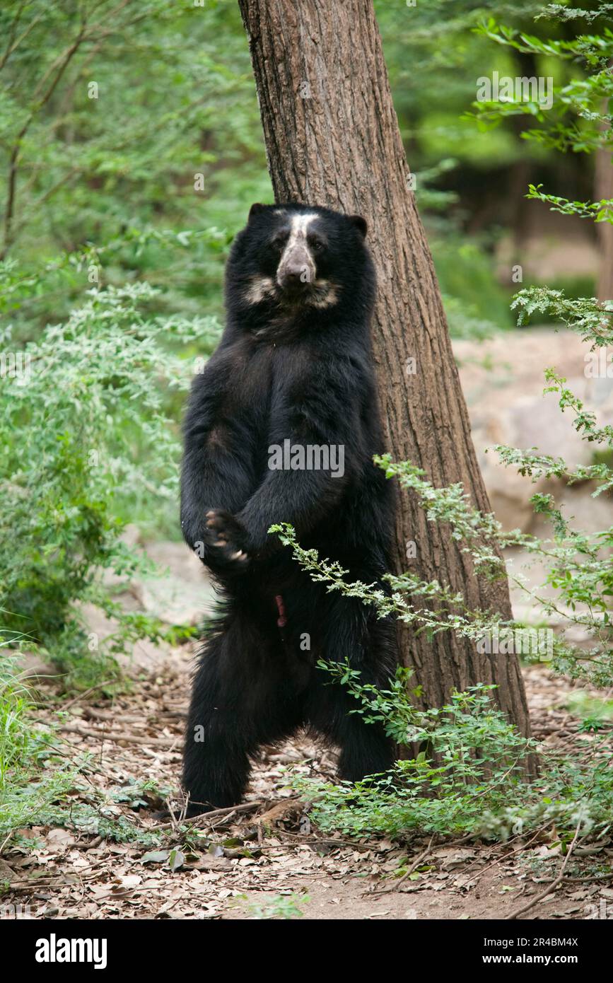 Spectacled Bear (Tremarctos ornatus), Venezuela, Andean Bear Stock Photo