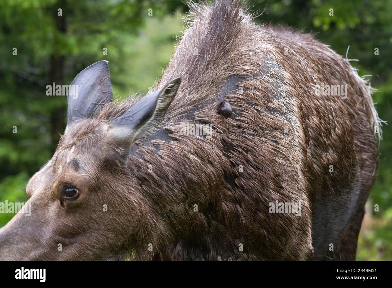 Moose (Alces alces), female with tick, Gaspesie national park, Quebec, Canada Stock Photo