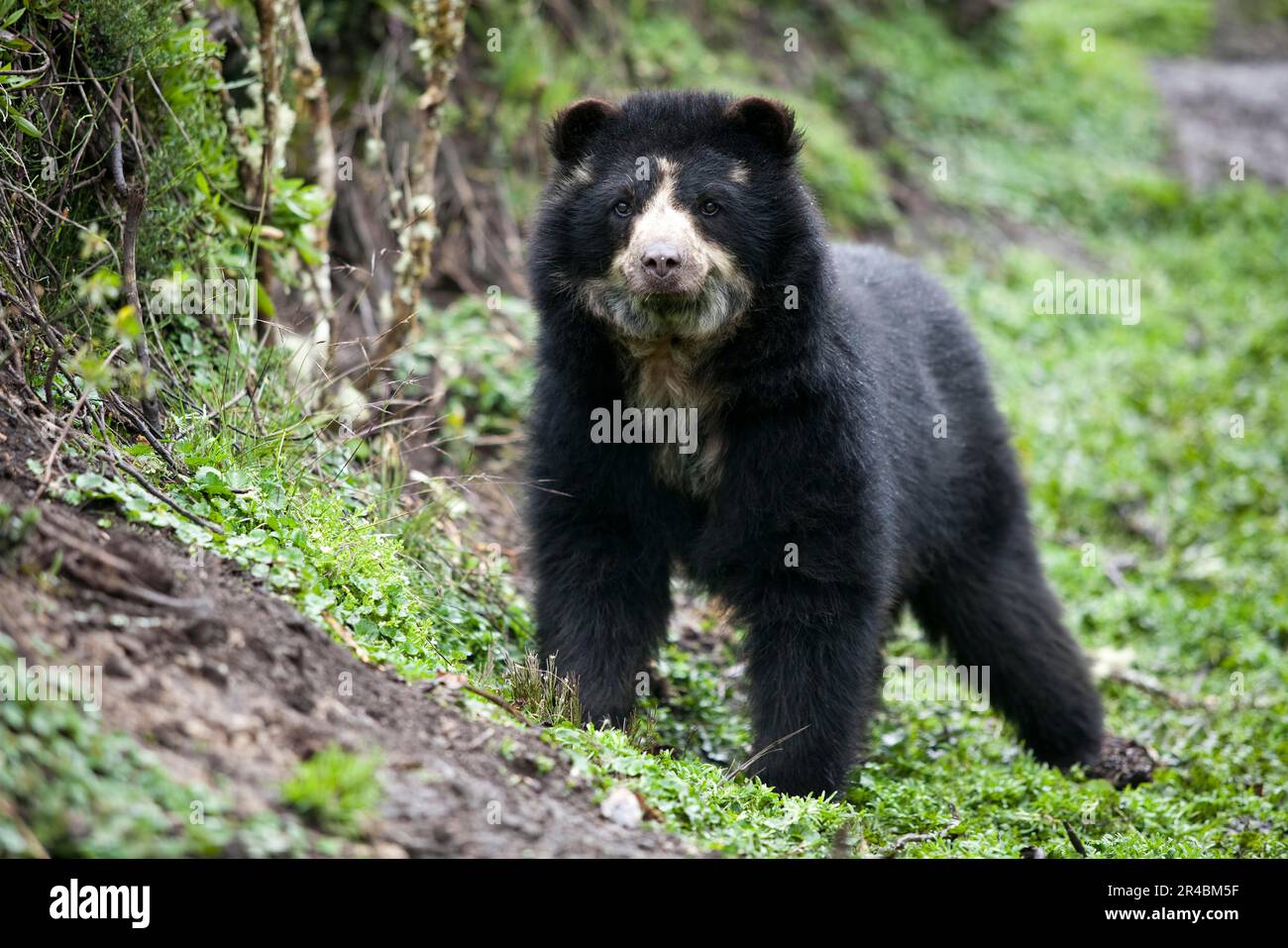 Spectable Ebar Spectacled Bear (Tremarctos ornatus), rehabilitation enclosure of ...