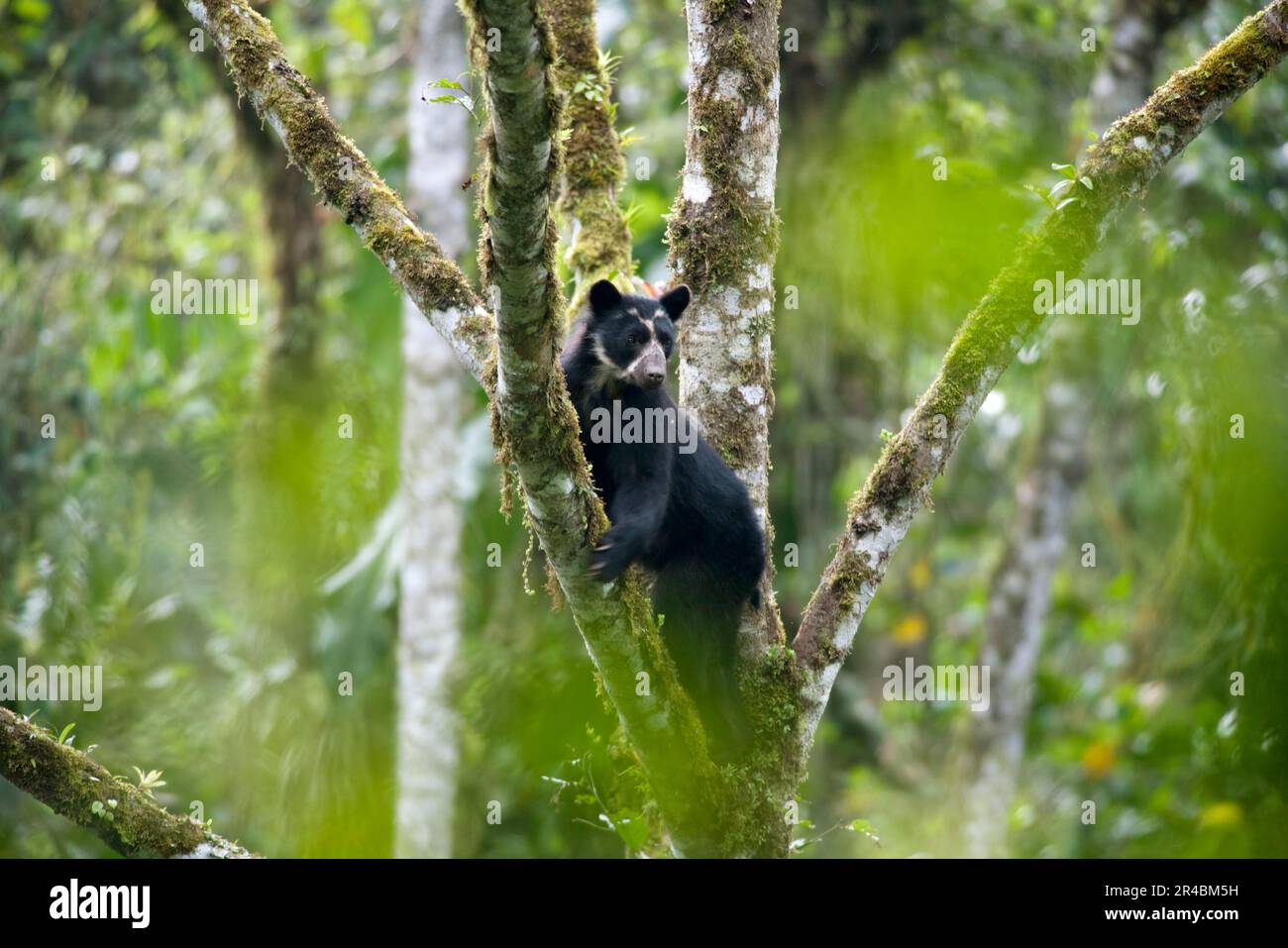 Spectacled Bear (Tremarctos ornatus), in Aguacatillo tree, Maquipucuna reserve, province Pichincha, Ecuador, Andean Bear Stock Photo