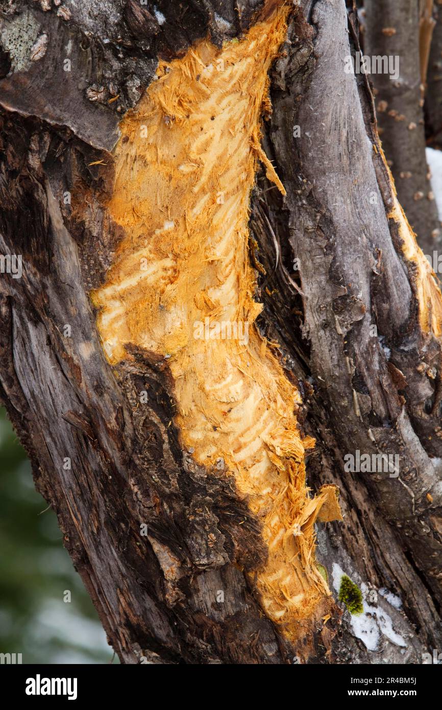 American elk national park hires stock photography and images Alamy