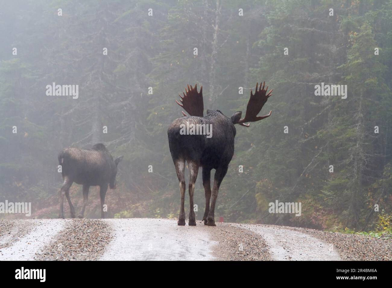 Moose (Alces alces), male and female, during rut, Gaspesie national