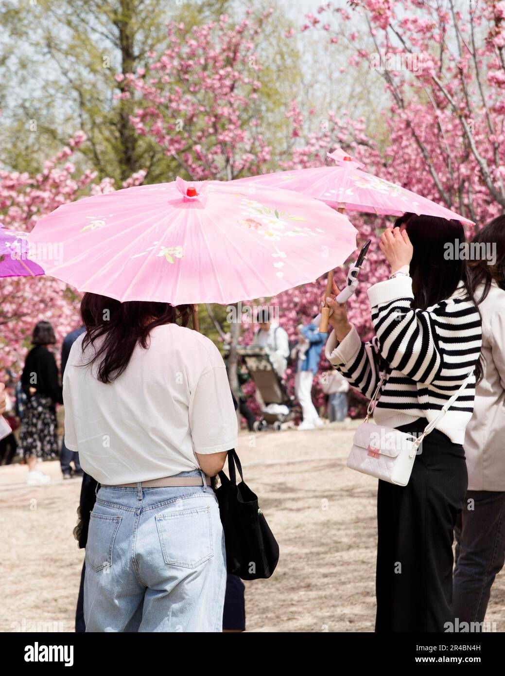 Prunus pink parasol hi-res stock photography and images - Alamy