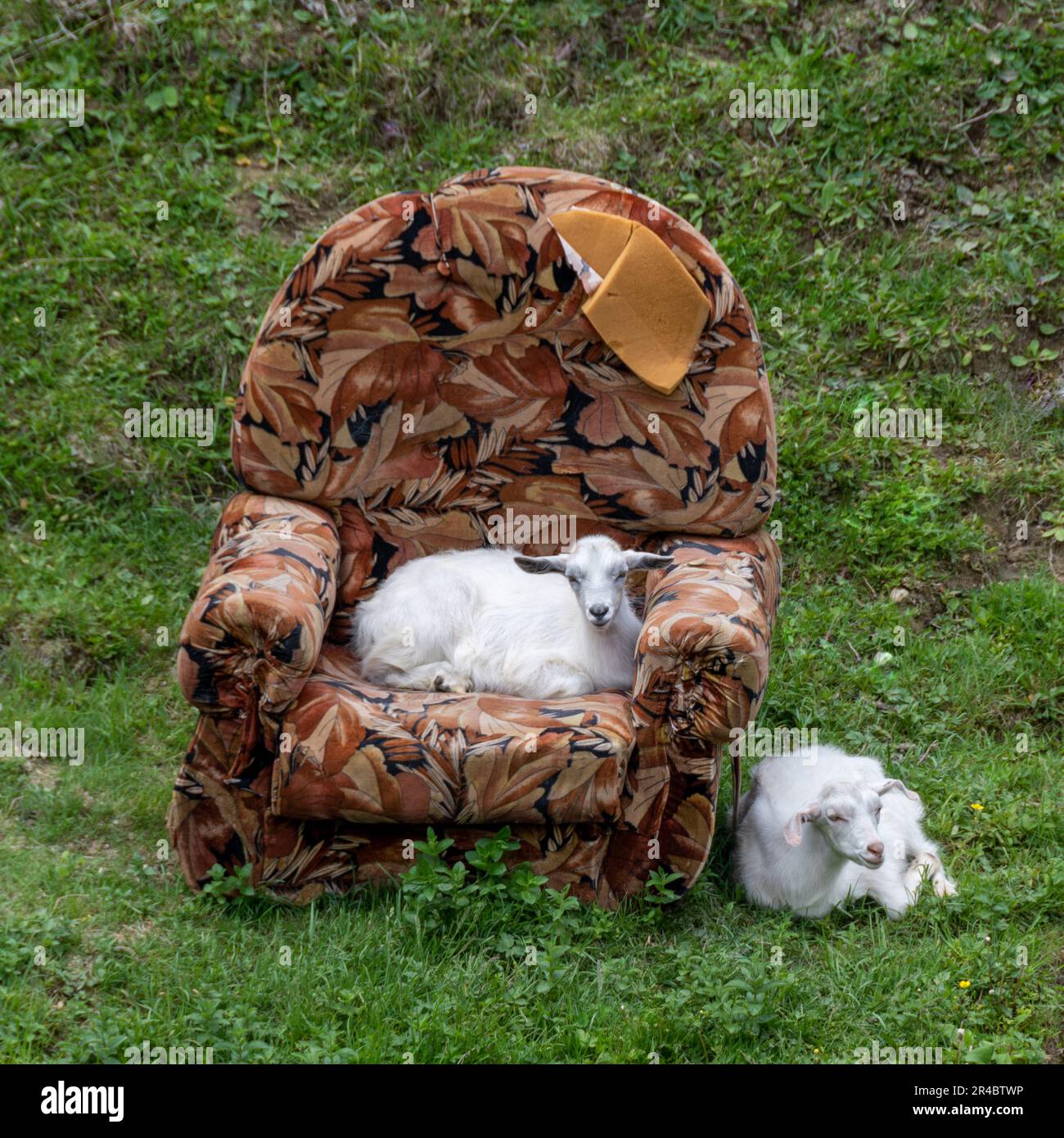 Two cute young goats with an old worn armchair in a meadow. Strange, absurd and comical situation in the countryside Stock Photo