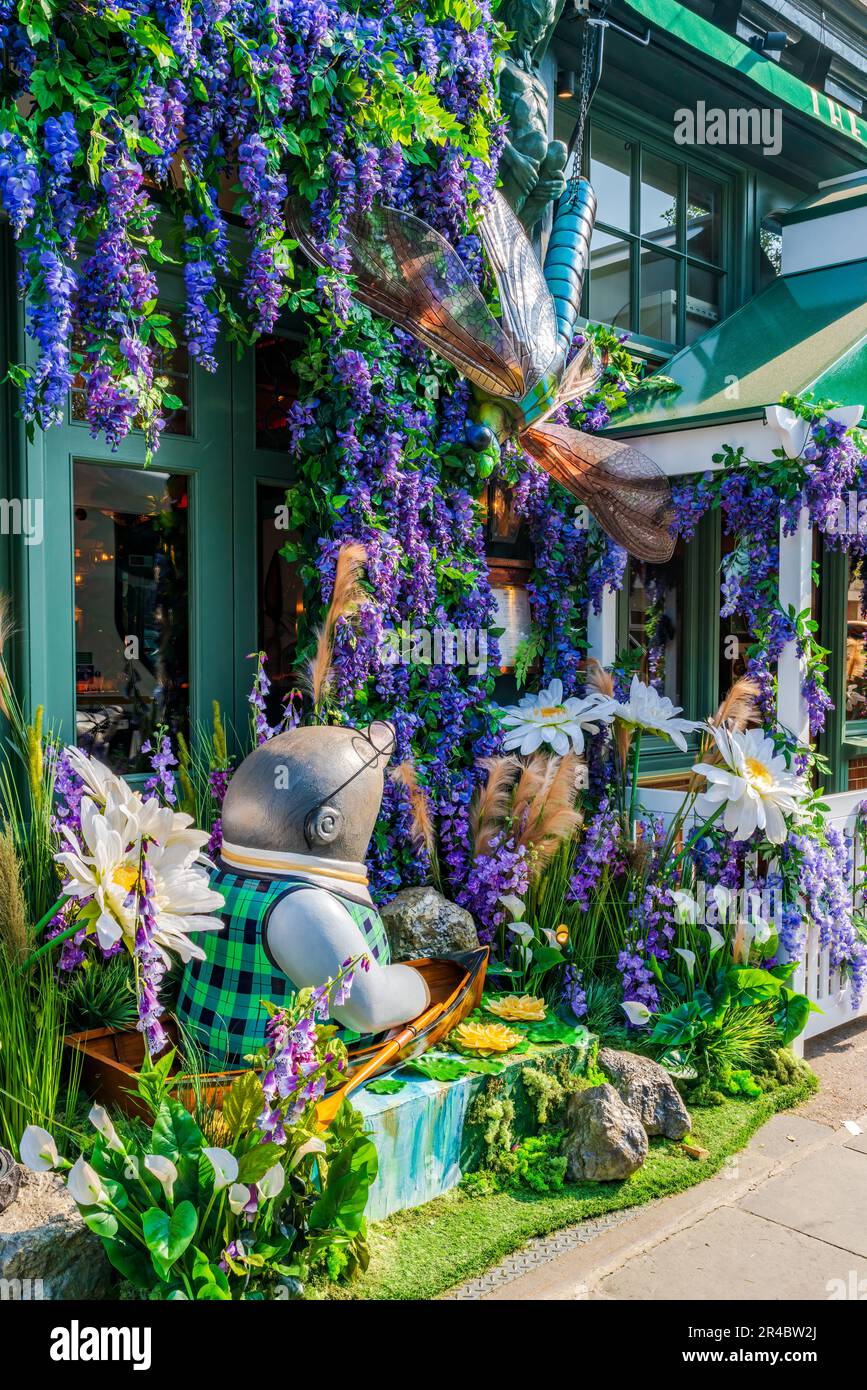 LONDON, UK - MAY 24, 2023: A spectacular floral display decorates window of The Ivy restaurant in Chelsea during Chelsea in Bloom annual floral art sh Stock Photo