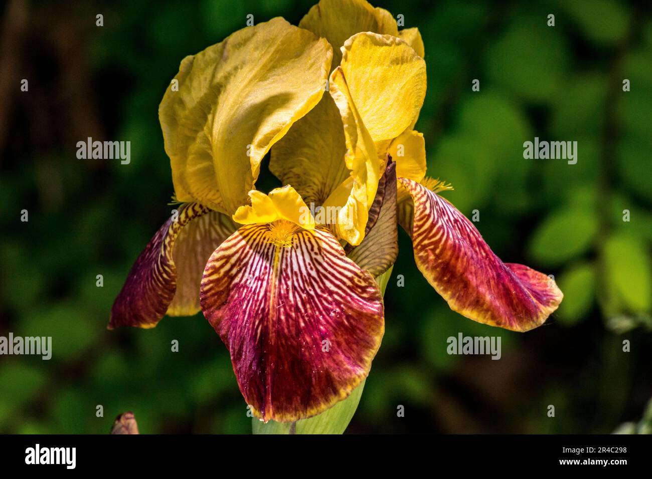 A vibrant yellow and deep red iris flower stands amidst lush green foliage and bushes in a garden. Stock Photo