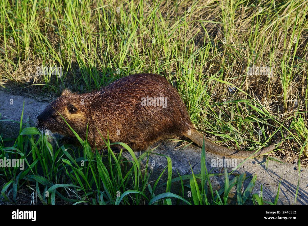 giant rat after the Ravenna flood Stock Photo
