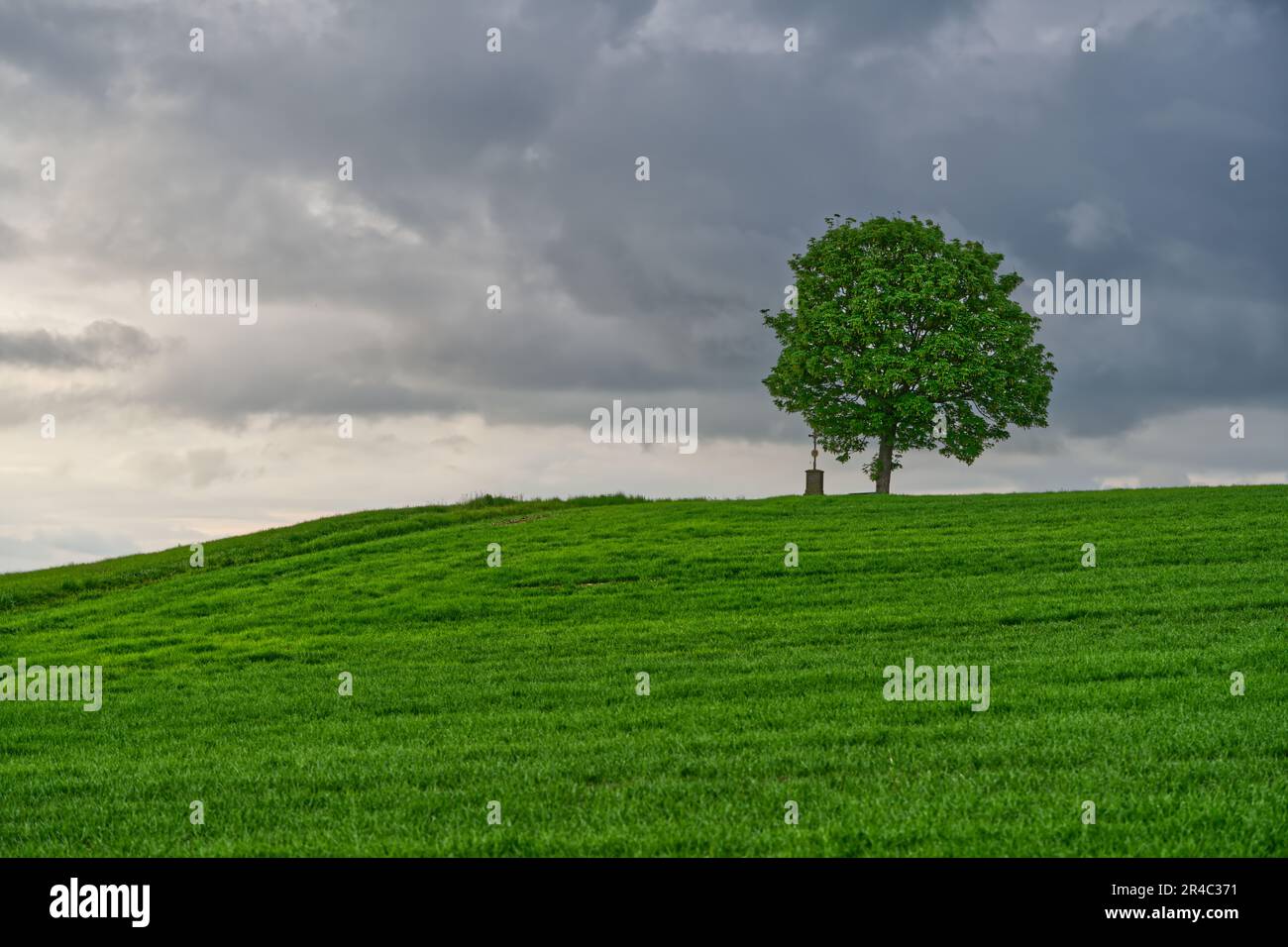Lush dense greenery hi-res stock photography and images - Alamy