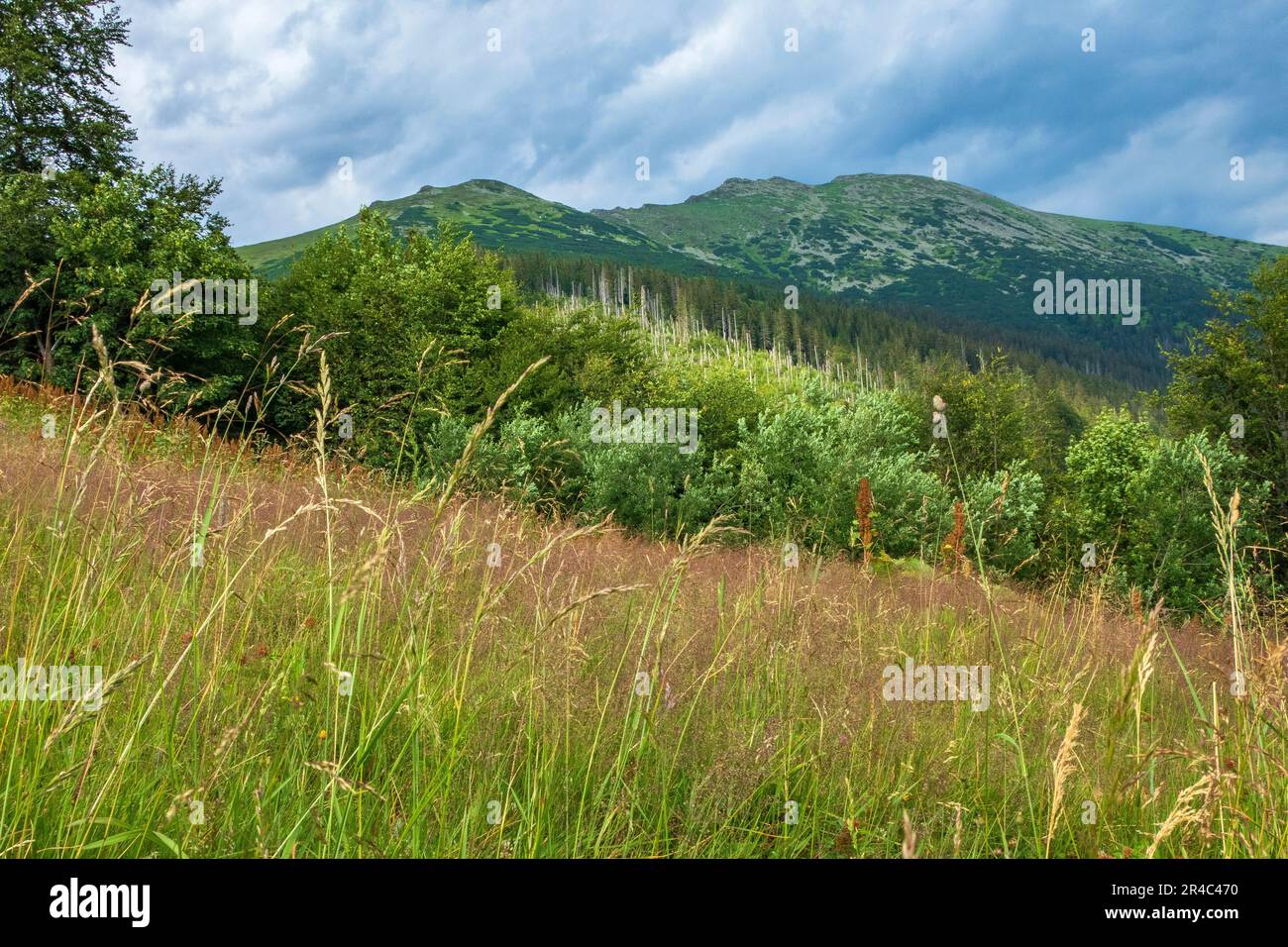 A grassy meadow against the background of a cloudy sky and mountains. Low Tatras, Slovakia. Stock Photo