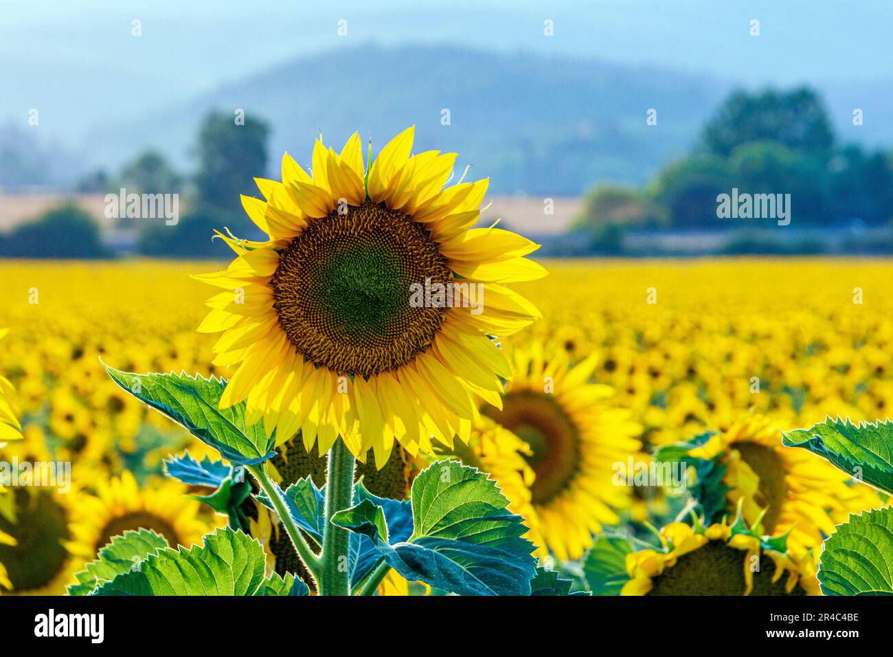 Sunflower field slovakia hi-res stock photography and images - Alamy