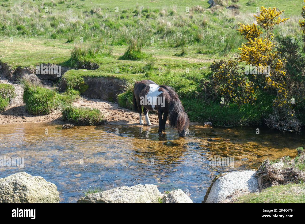 Dartmoor, near Princetown, Devon, UK. 27th May 2023. UK Weather. Dartmoor ponies and their foals cooling down and having a drink by the river in the hot sunshine this bank holiday weekend on Dartmoor this morning. Credit Simon Maycock / Alamy Live News. Stock Photo