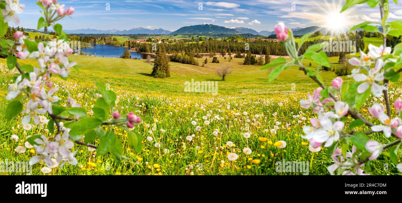 panoramic landscape with lake, flowers and mountain range in springtime Stock Photo
