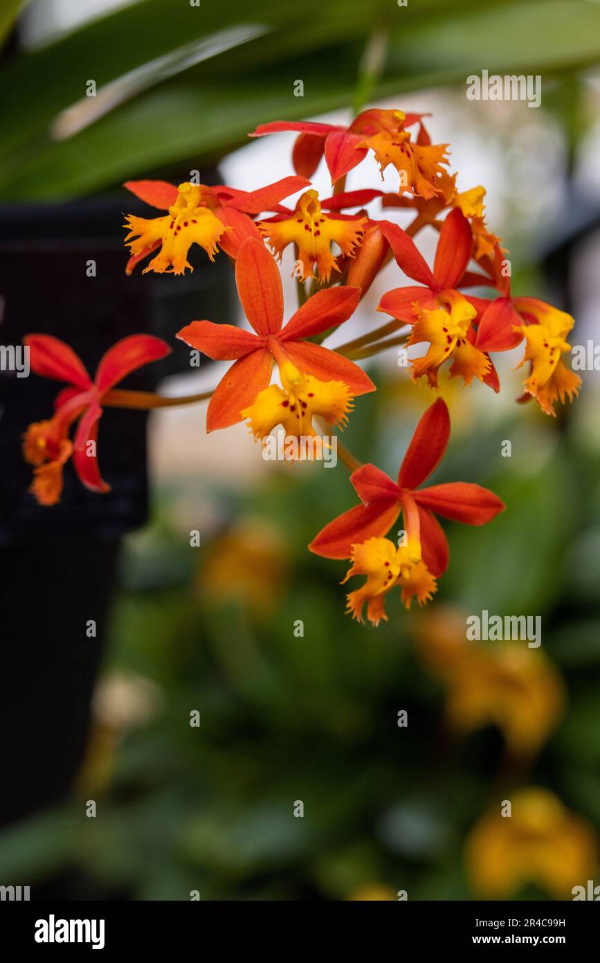 A vertical shot of epidendrum ibaguense flowers growing in a garden Stock Photo