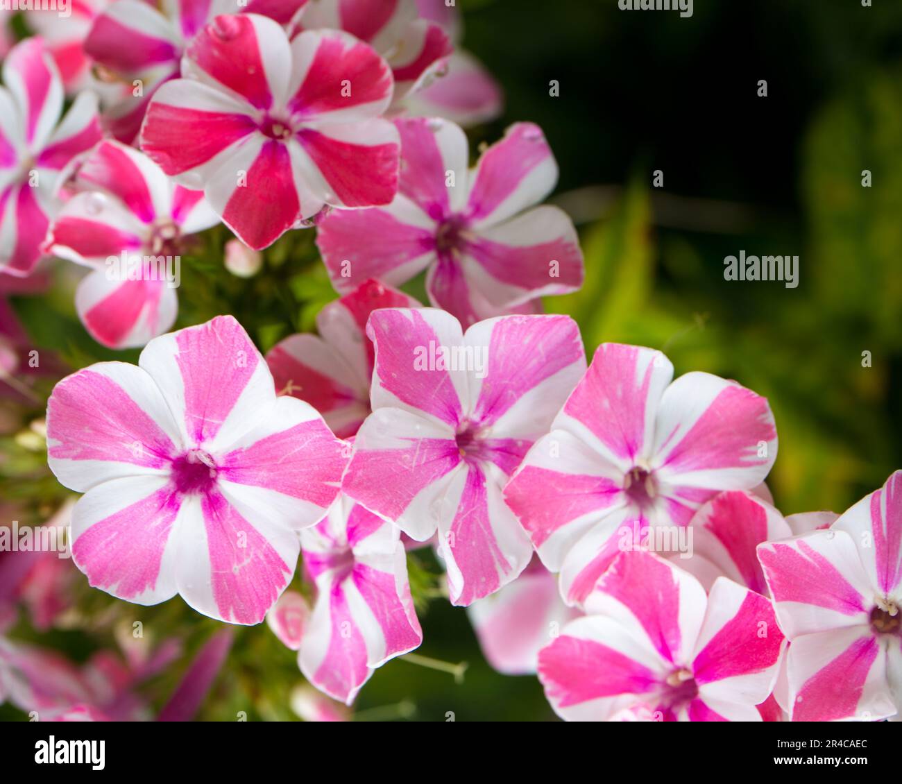 A closeup of pink garden phlox flowers under the sunlight Stock Photo ...