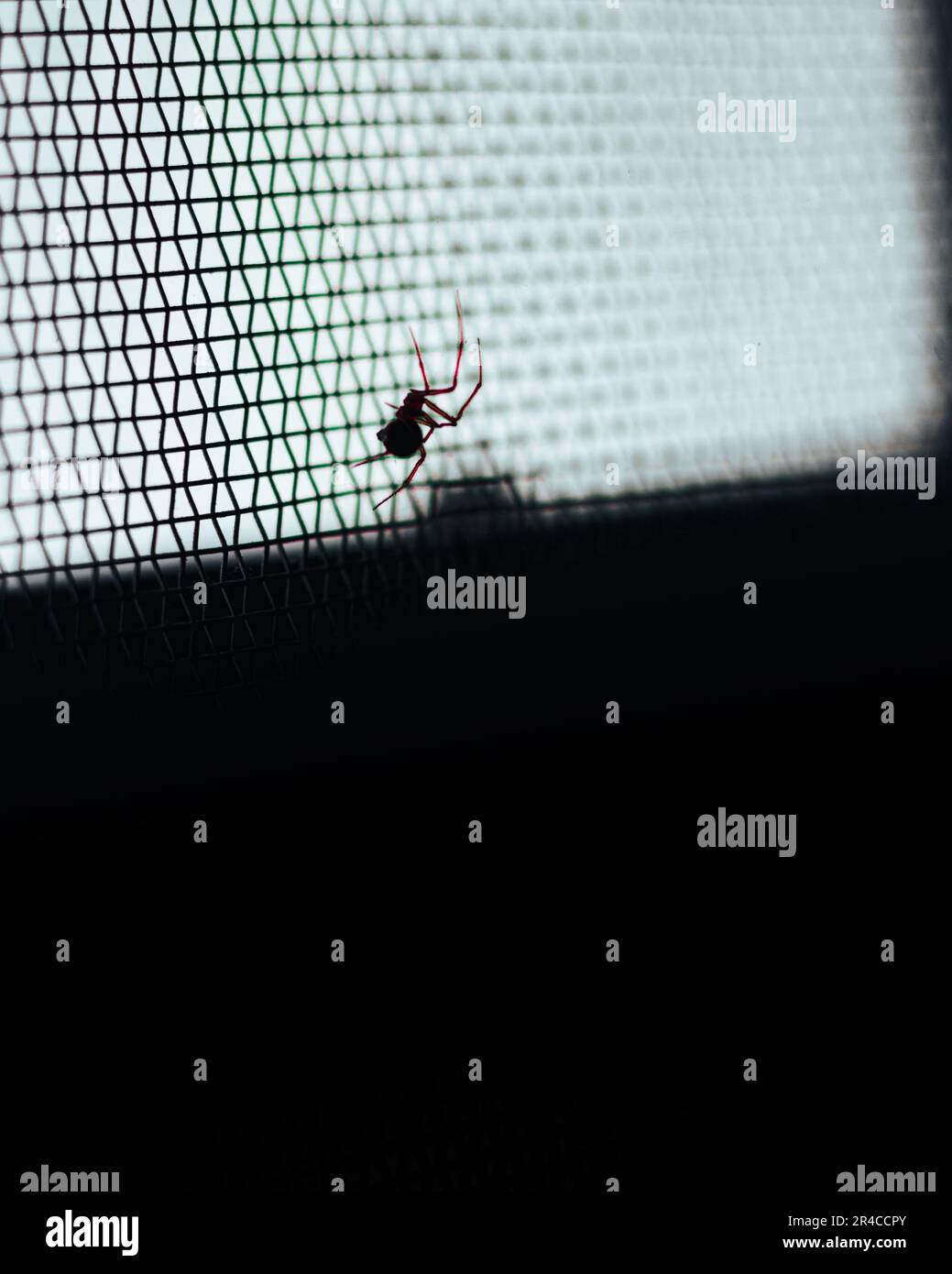 A vertical closeup of a spider walking on a metal net Stock Photo