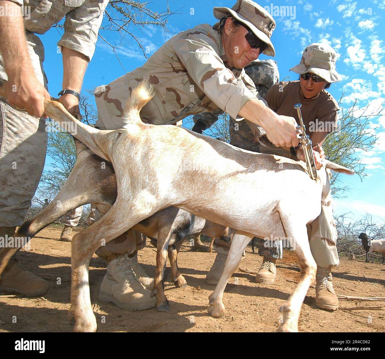 US Navy U.S. Army Veterinarian, Capt immunizes a goat with the help of U.S. Navy Operations